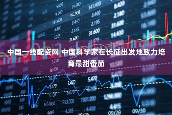 中国一线配资网 中国科学家在长征出发地致力培育最甜番茄